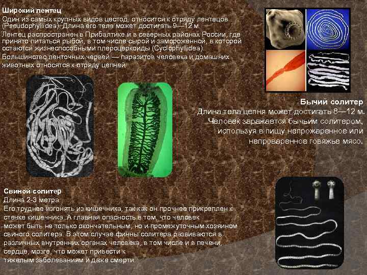 Широкий лентец Один из самых крупных видов цестод, относится к отряду лентецов (Pseudophyllidea). Длина