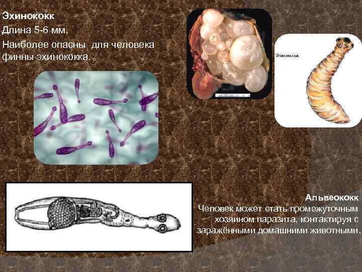 Эхинококк Длина 5 -6 мм. Наиболее опасны для человека финны эхинококка. Альвеококк Человек может