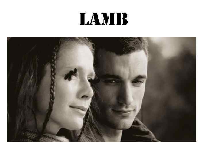 Lamb 