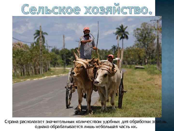 Сельское хозяйство. Страна располагает значительным количеством удобных для обработки земель, однако обрабатывается лишь небольшая