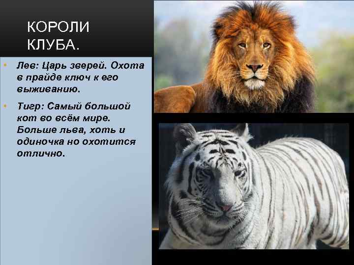 Можно считать что львы. Тигр царь зверей. Льва зовут царем зверей. Почему Льва называют царем зверей. Тигр царь зверей или Лев.