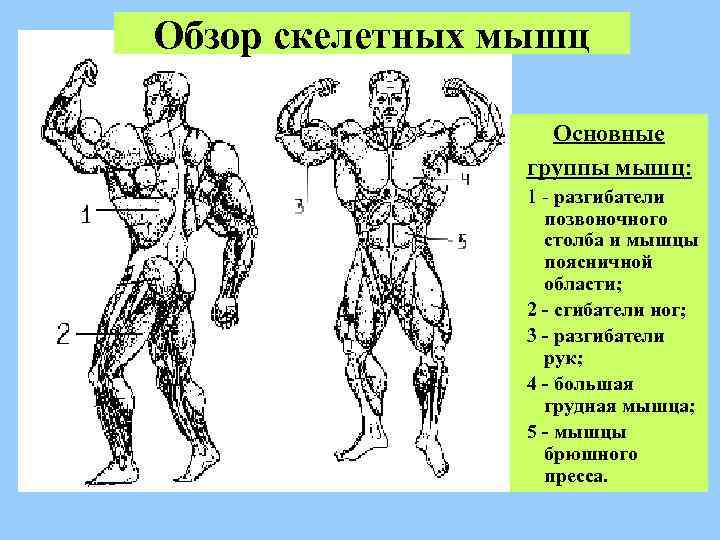 Обзор скелетных мышц Основные группы мышц: 1 - разгибатели позвоночного столба и мышцы поясничной