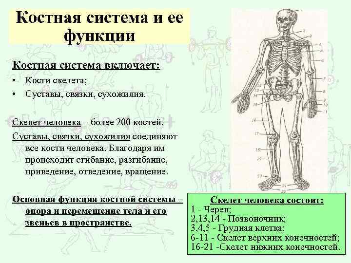 Костная система и ее функции Костная система включает: • Кости скелета; • Суставы, связки,
