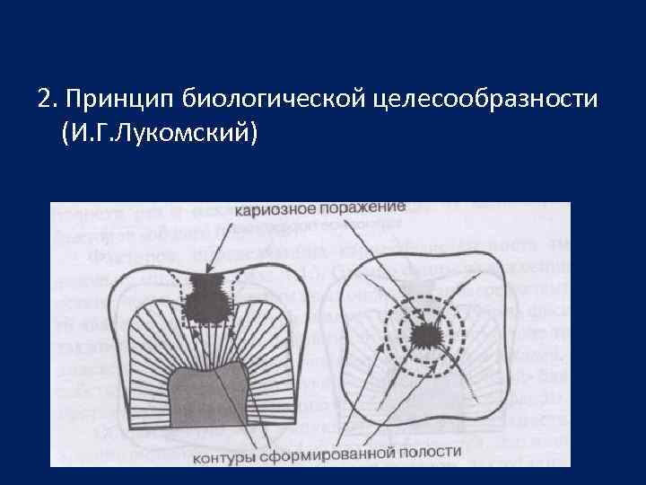 2. Принцип биологической целесообразности (И. Г. Лукомский) 