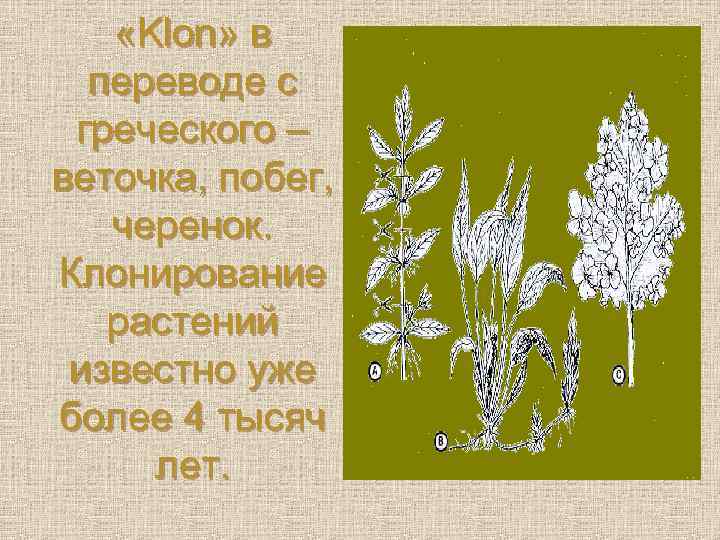  «Klon» в переводе с греческого – веточка, побег, черенок. Клонирование растений известно уже