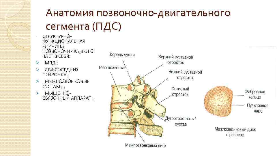 Анатомия позвоночно-двигательного сегмента (ПДС) - Ø Ø СТРУКТУРНОФУНКЦИОНАЛЬНАЯ ЕДИНИЦА ПОЗВОНОЧНИКА, ВКЛЮ ЧАЕТ В СЕБЯ:
