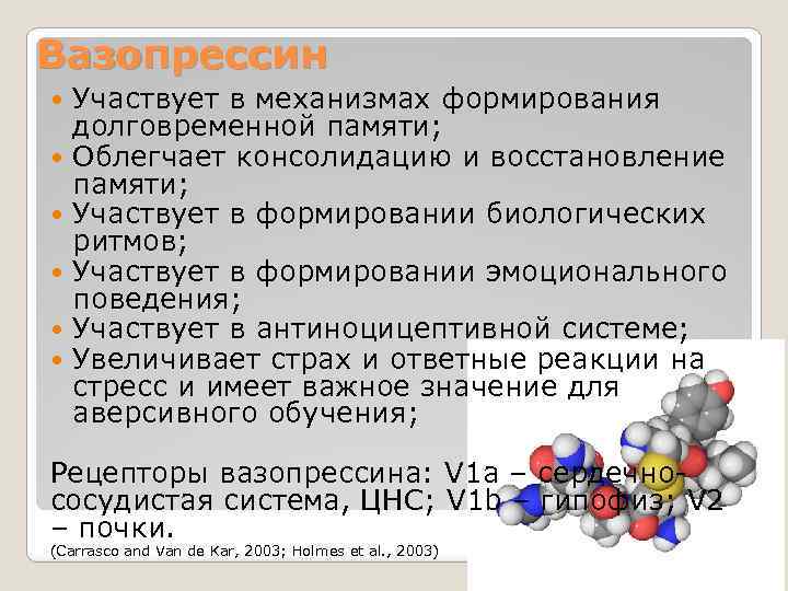 Вазопрессин Участвует в механизмах формирования долговременной памяти; Облегчает консолидацию и восстановление памяти; Участвует в
