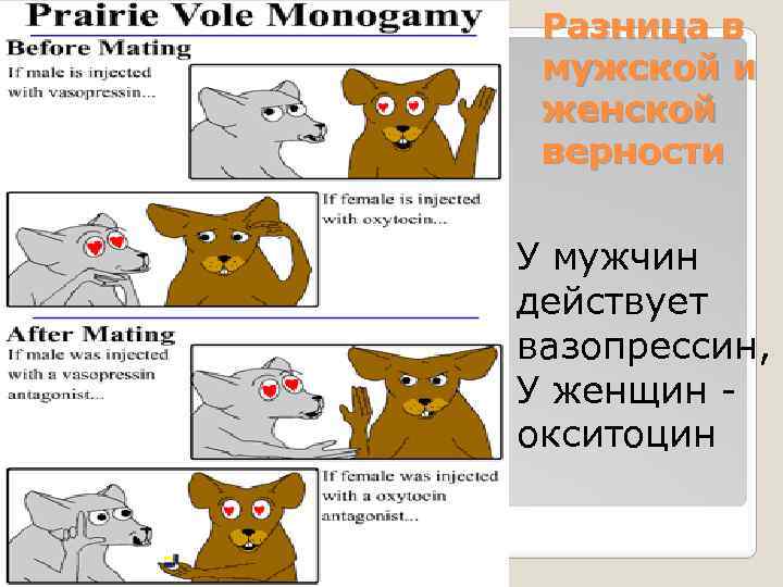 Разница в мужской и женской верности У мужчин действует вазопрессин, У женщин окситоцин 
