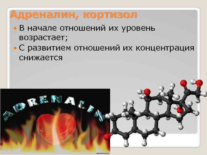 Адреналин, кортизол В начале отношений их уровень возрастает; С развитием отношений их концентрация снижается