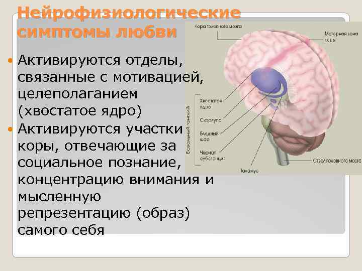 Нейрофизиологические симптомы любви Активируются отделы, связанные с мотивацией, целеполаганием (хвостатое ядро) Активируются участки коры,