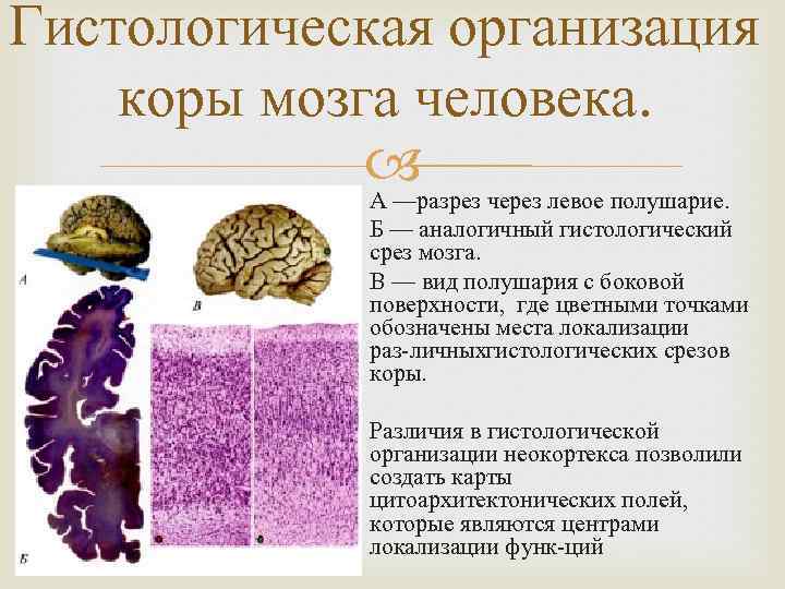 Гистологическая организация коры мозга человека. через левое полушарие. А —разрез Б — аналогичный гистологический