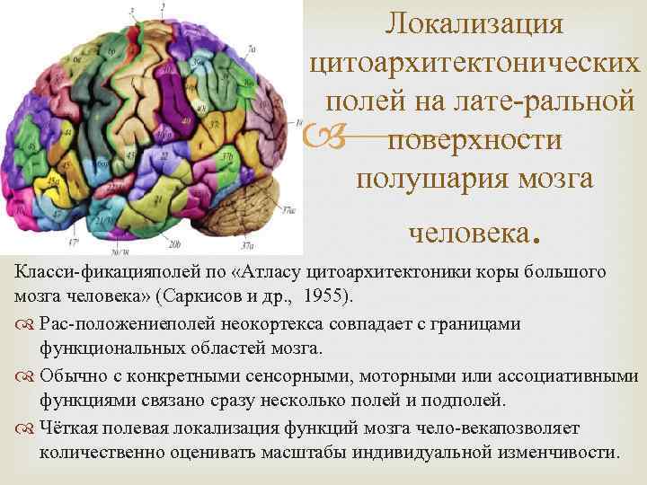 Локализация цитоархитектонических полей на лате ральной поверхности полушария мозга человека. Класси фикацияполей по «Атласу