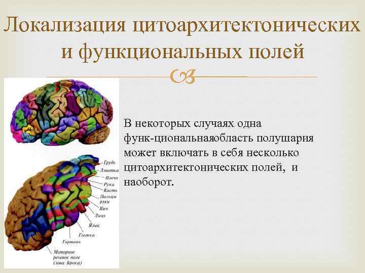 Локализация цитоархитектонических и функциональных полей В некоторых случаях одна функ циональнаяобласть полушария может включать