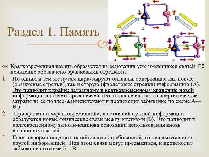 Раздел 1. Память Кратковременная память образуется на основании уже имеющихся связей. Её появление обозначено