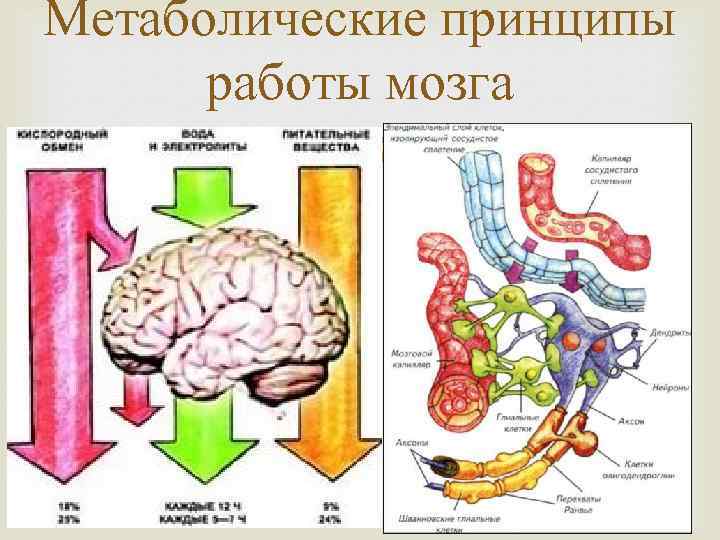 Метаболические принципы работы мозга 