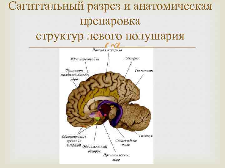 Сагиттальный разрез и анатомическая препаровка структур левого полушария 