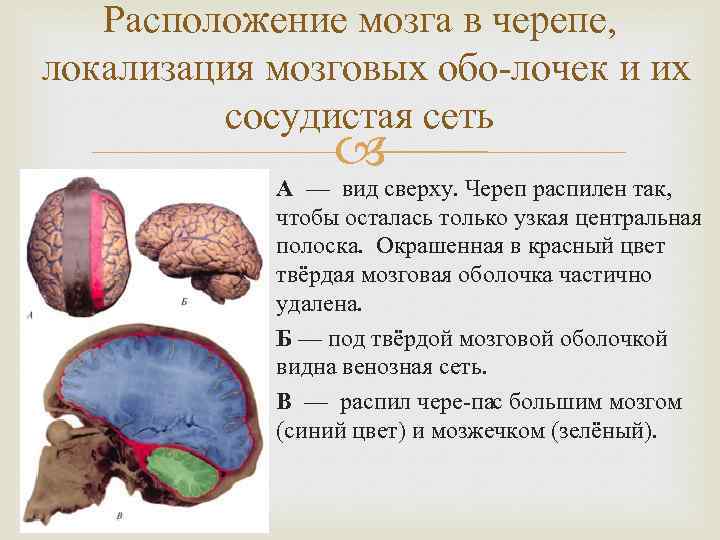 Расположение мозга в черепе, локализация мозговых обо лочек и их сосудистая сеть А —