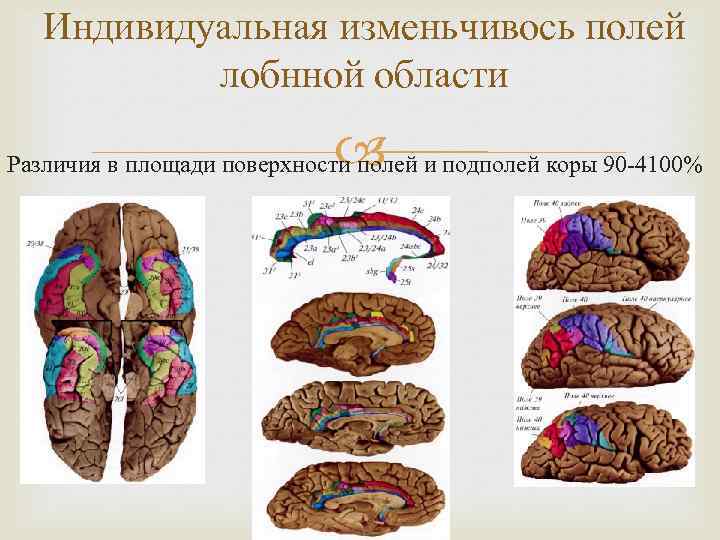 Индивидуальная изменьчивось полей лобнной области Различия в площади поверхности полей и подполей коры 90