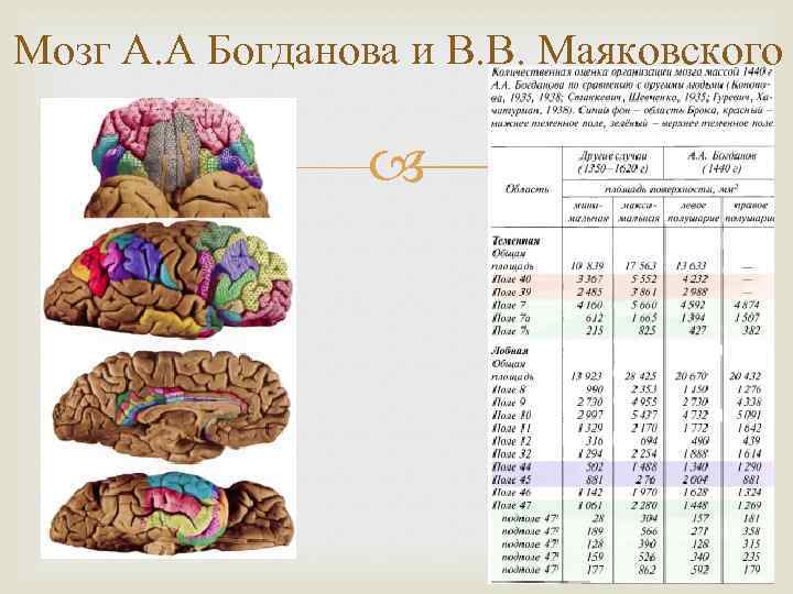 Мозг А. А Богданова и В. В. Маяковского 