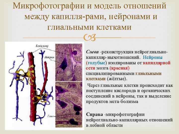 Микрофотографии и модель отношений между капилля рами, нейронами и глиальными клетками Слева реконструкция нейроглиально