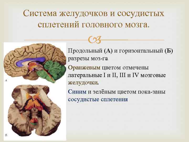 Система желудочков и сосудистых сплетений головного мозга. Продольный (А) и горизонтальный (Б) разрезы моз