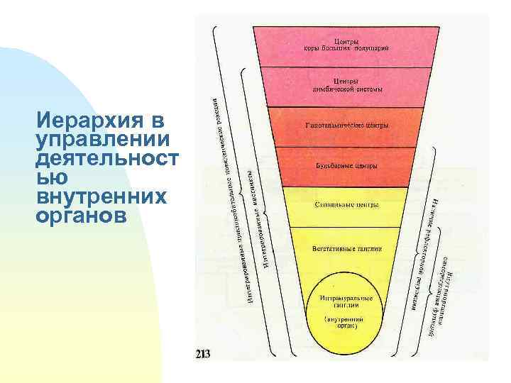 Иерархия в управлении деятельност ью внутренних органов 