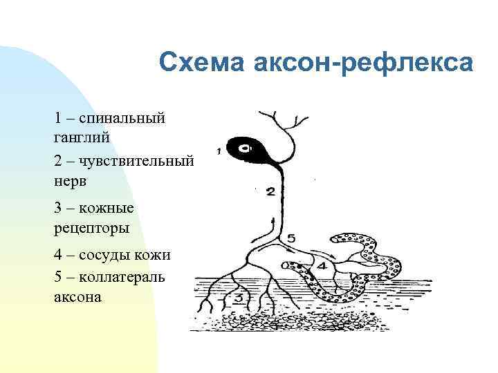 Схема аксон-рефлекса 1 – спинальный ганглий 2 – чувствительный нерв 3 – кожные рецепторы