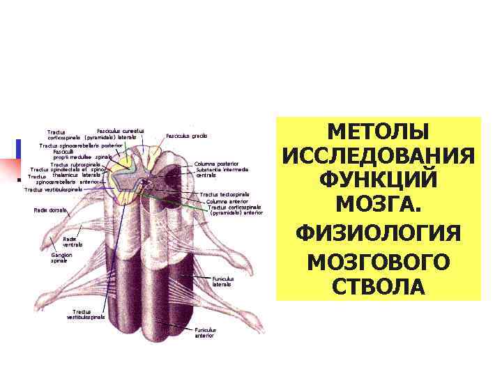 МЕТОЛЫ ИССЛЕДОВАНИЯ ФУНКЦИЙ МОЗГА. ФИЗИОЛОГИЯ МОЗГОВОГО СТВОЛА 