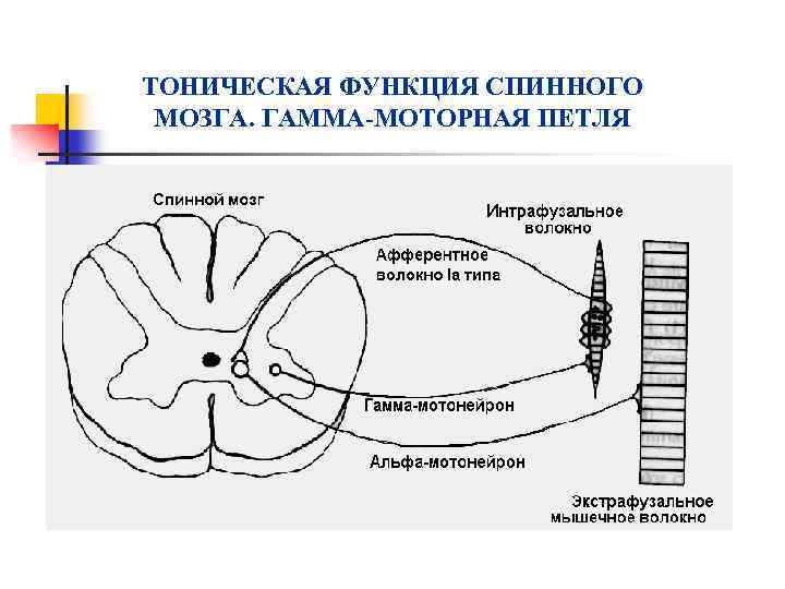 ТОНИЧЕСКАЯ ФУНКЦИЯ СПИННОГО МОЗГА. ГАММА-МОТОРНАЯ ПЕТЛЯ 