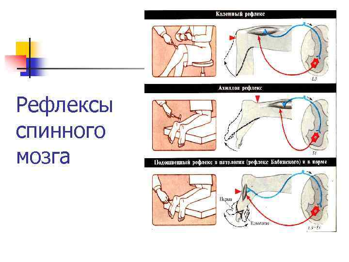 Рефлексы спинного мозга 