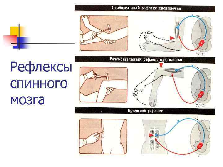 Рефлексы спинного мозга 