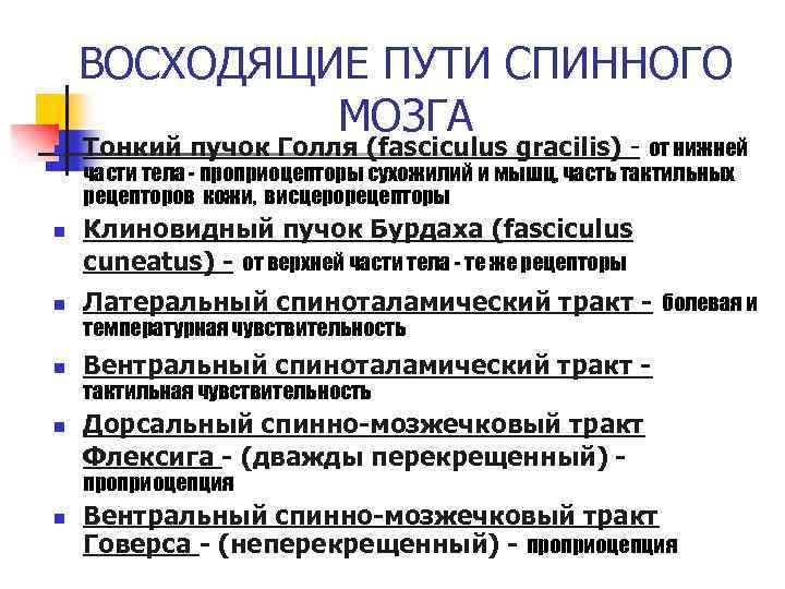 ВОСХОДЯЩИЕ ПУТИ СПИННОГО МОЗГА n n Тонкий пучок Голля (fasciculus gracilis) - от нижней