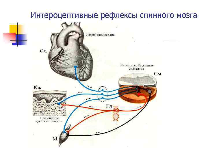 Интероцептивные рефлексы спинного мозга 