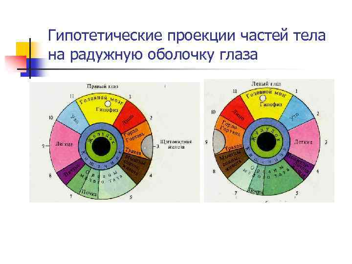 Гипотетические проекции частей тела на радужную оболочку глаза 