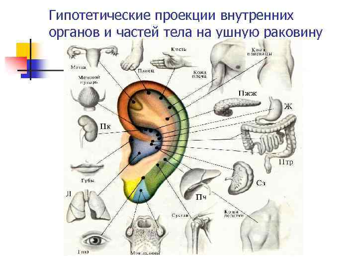 Гипотетические проекции внутренних органов и частей тела на ушную раковину 