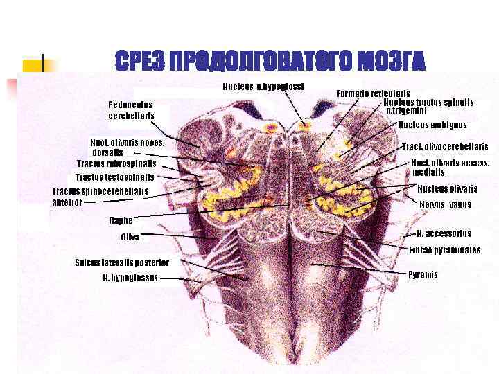 СРЕЗ ПРОДОЛГОВАТОГО МОЗГА 