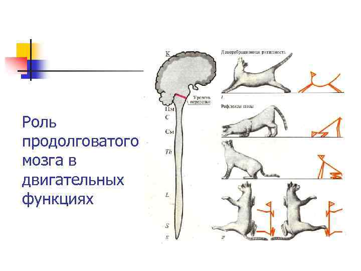 Роль продолговатого мозга в двигательных функциях 