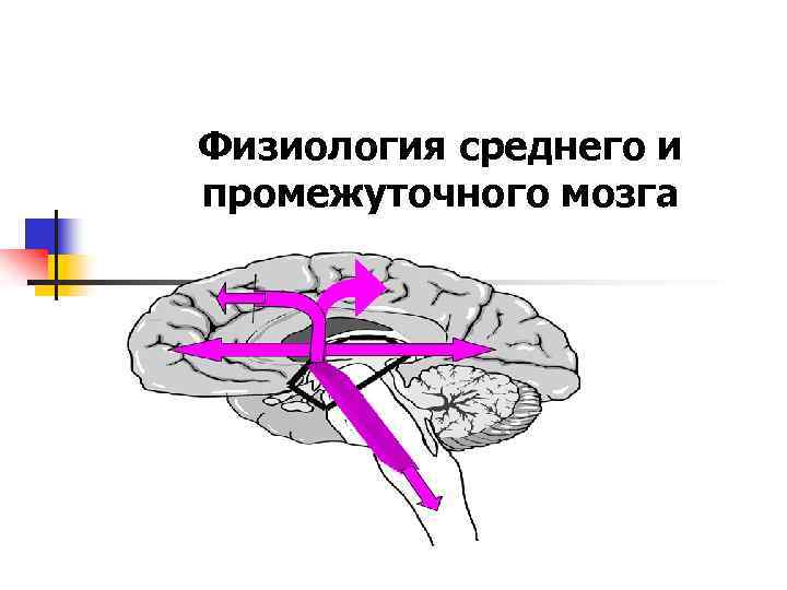 Физиология среднего и промежуточного мозга 