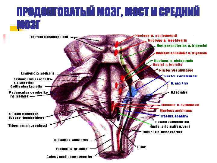 ПРОДОЛГОВАТЫЙ МОЗГ, МОСТ И СРЕДНИЙ МОЗГ 