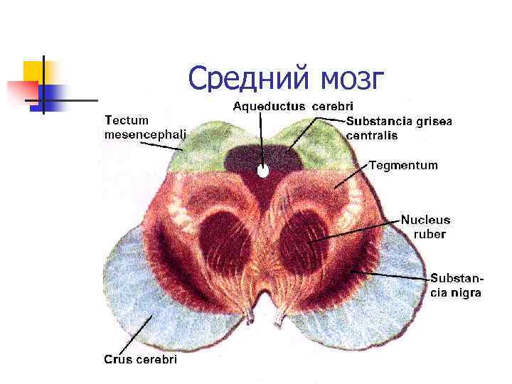 Средний мозг 