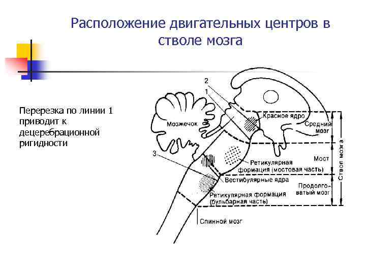 Расположение двигательных центров в стволе мозга Перерезка по линии 1 приводит к децеребрационной ригидности