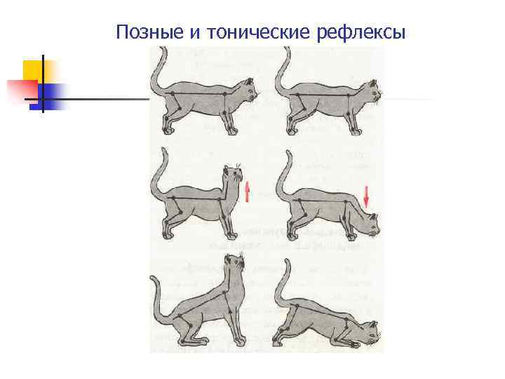 Позные и тонические рефлексы 