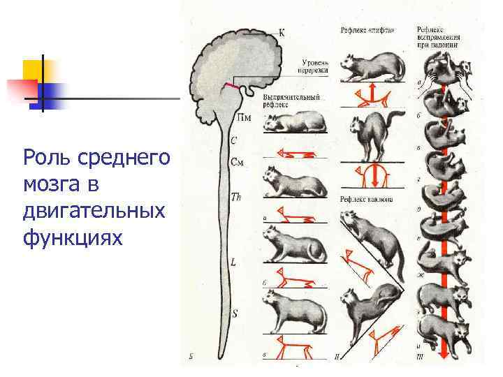 Роль среднего мозга в двигательных функциях 