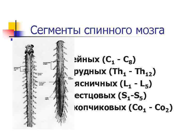 Сегменты спинного мозга n n n 8 шейных (C 1 - C 8) 12