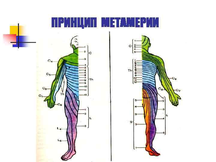 ПРИНЦИП МЕТАМЕРИИ 