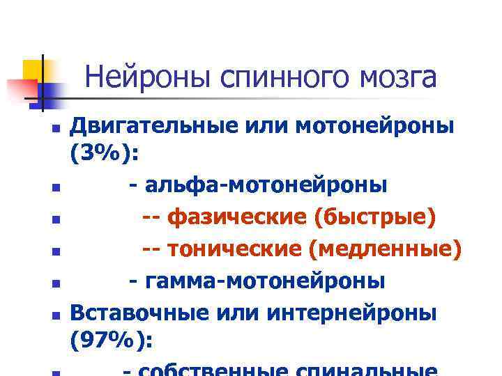 Нейроны спинного мозга n n n Двигательные или мотонейроны (3%): - альфа-мотонейроны -- фазические