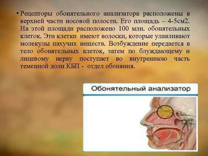  • Рецепторы обонятельного анализатора расположены в верхней части носовой полости. Его площадь –