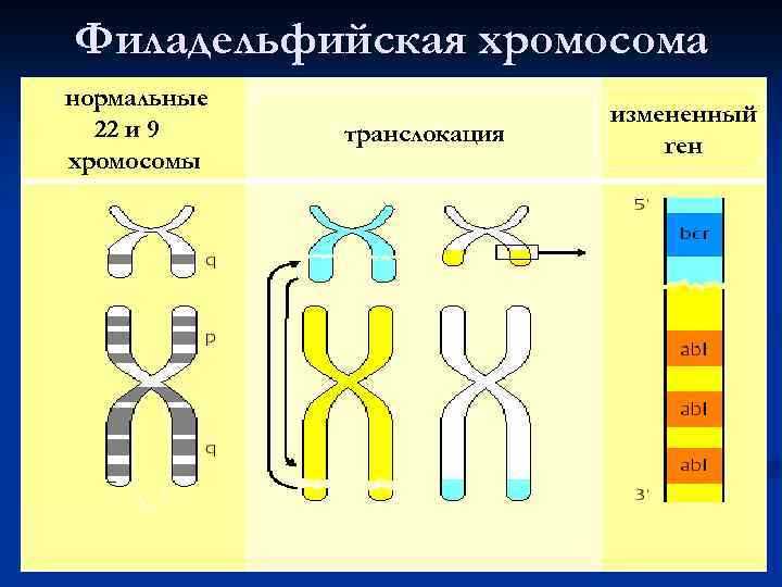 Транслокация хромосом фото