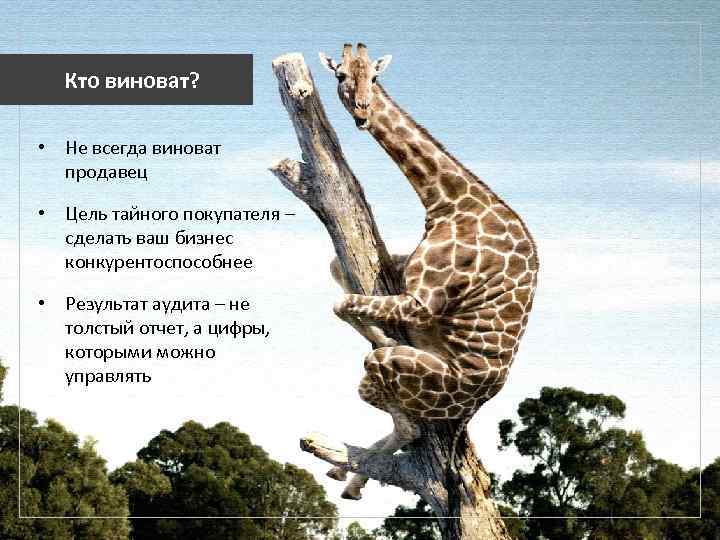 Кто виноват? • Не всегда виноват продавец • Цель тайного покупателя – сделать ваш