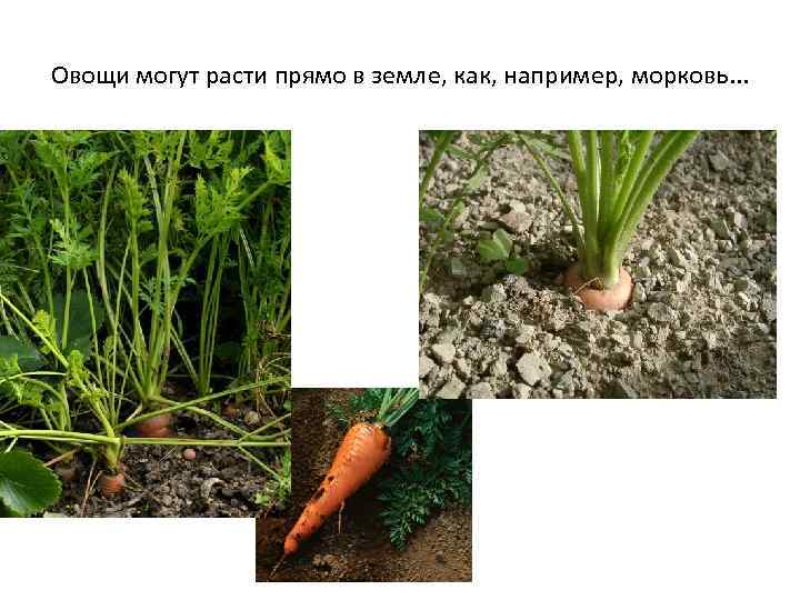 Овощи могут расти прямо в земле, как, например, морковь. . . 